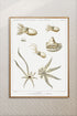 wood framed octopus varieties print wall art